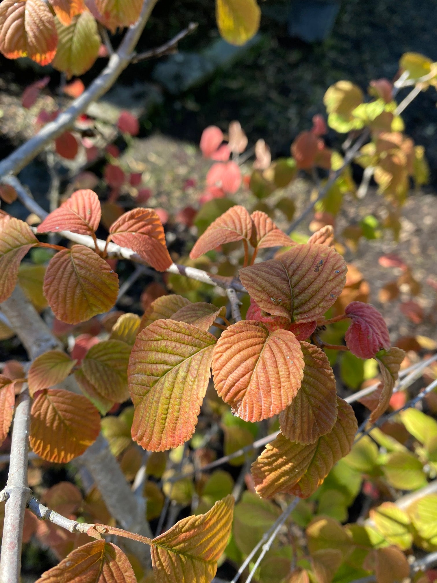 Japanischer Schneeball 'Mariesii' / Viburnum plicatum 'Mariesii'